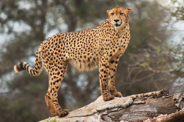 Cheetah in Kruger National park in South African Republic in Africa
