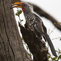 Bradfield's hornbill in Kruger National park in South African Republic in Africa