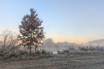 trees and grass in the frost by the river