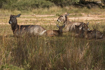 Waterbuck in Kruger National park in South African Republic in Africa