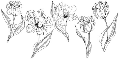 Vector Tulip Black and white engraved ink art. Floral botanical flower. Isolated tulip illustration element.