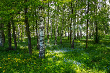 spring in the forest. flowering in a birch grove. landscape
