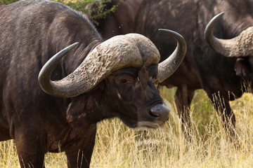 African buffalo in Kruger National park in South African Republic in Africa