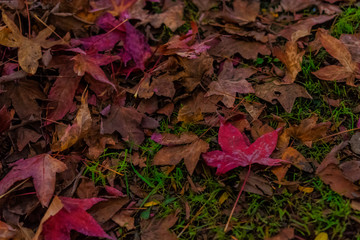 Milan, Italy Indro Montanelli park, autumn leaves
