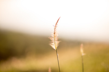 Fototapeta premium grass in the wind