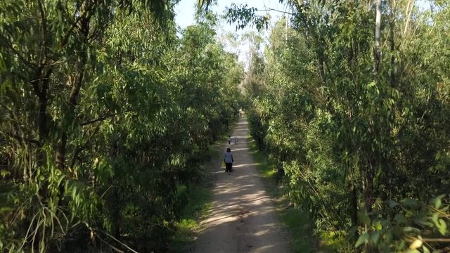 A top shot of a woman walking in a forest with his child