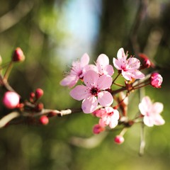 Summer buds Flowering