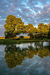 Trees by the riverbank of Gota canal