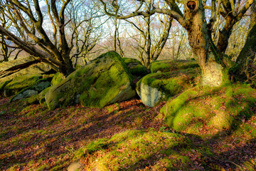 English Woodland with Oak Trees
