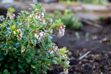 Green lush bush cranberries with white flowers. Vaccinium vitis-idaea