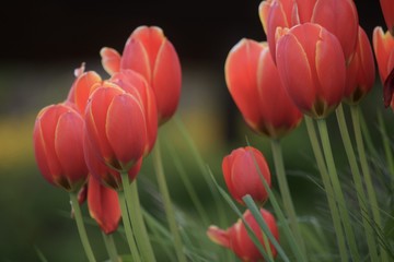 Rote Tulpenwiese