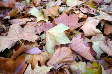 Autumn leaves background