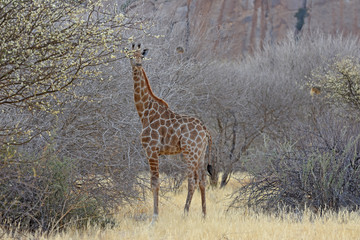 Giraffe (Giraffa camelopardalis) bei Ameib im Erongo (Namibia)