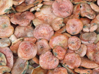 Delicious Mushrooms ready to be cooked and tasted