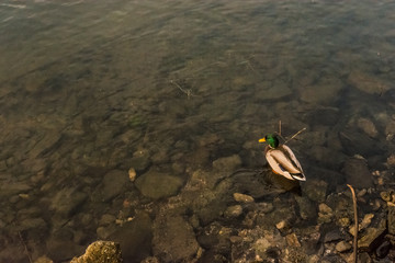 Como, Italy - Lake Como mallard