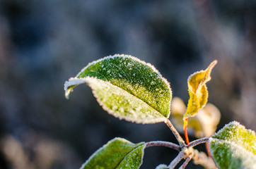 Apple leaves close up when the first autumn frosts. Frost plant leaves