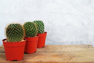 cactus succulent in flower pot on wooden background