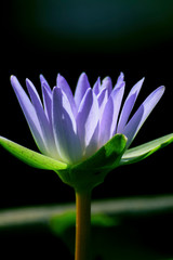 Fototapeta premium Colorful lotus in Thailand public park.
