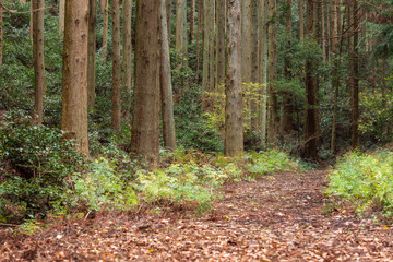 Brown fallen leaves cover flat trail through woods
