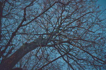 Abstract bare tree in winter