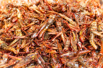 Fried insects - Grasshopper insect crispy, Thai food at the street food market. Available on the market