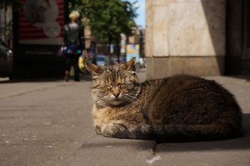 Obraz premium sleeping cat on the street