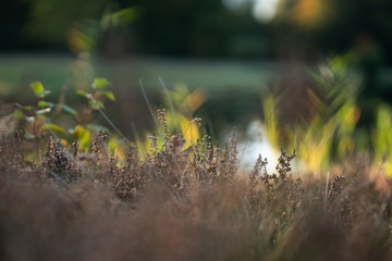Heidekraut (Erika) im Herbstlichen Licht mit einer hohen Tiefenunschärfe