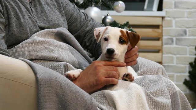 Small terrier puppy on the man's lap in studio with christmas tree on background.