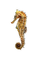 Watercolor seahorse isolated