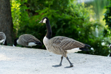 Canadian goose in the park