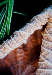 Frozen grass and leaf scene background