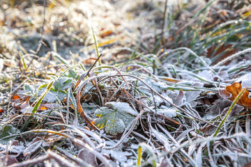 Hoar-frost, winter pattern on the autumnal grass