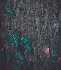 Matte leafs in front of a wooden tree trunk background