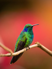 Kolibri in Costa Rica