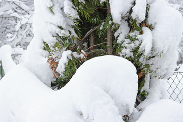 Tree branches snow covered green winter white sky