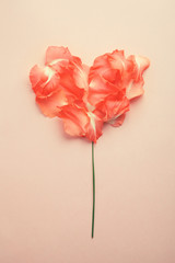 flower petals shaped as heart on pink background. love concept, creative valentine's day card, flat lay