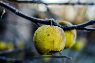 Macro of frozen apples covered with hoarfrost. Frozen apples at the beginning of winter. A branch...
