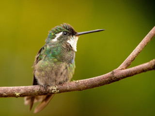 Kolibri in Costa Rica