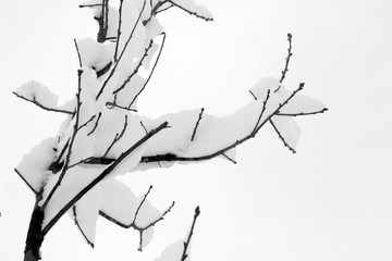 Tree branches snow covered bare winter white