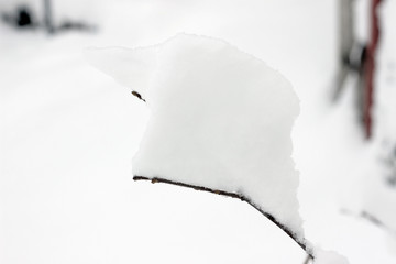 Tree branches snow covered bare winter white