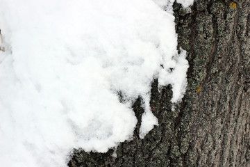 Tree bark snow covered winter white