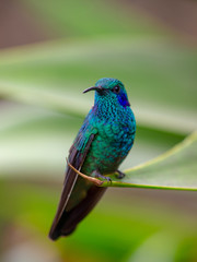 Kolibri in Costa Rica