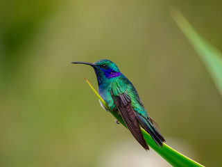 Kolibri in Costa Rica