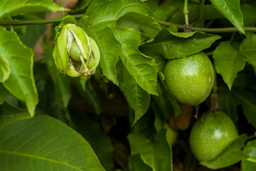 passion fruit trees that are fruiting