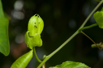 passion fruit trees that are fruiting