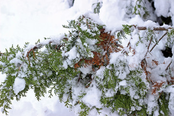 Tree branches snow covered green winter white sky