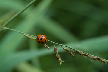 a small red beetle is walking on the branch
