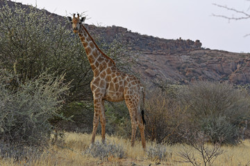 Giraffe (Giraffa camelopardalis) bei Ameib im Erongo (Namibia)