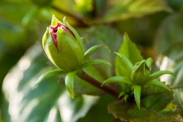 budded red hibiscus