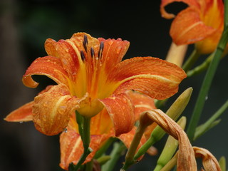 Lily in drops of dew